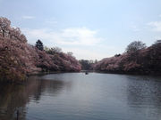 よしえさんの井の頭恩賜公園の桜の投稿写真1