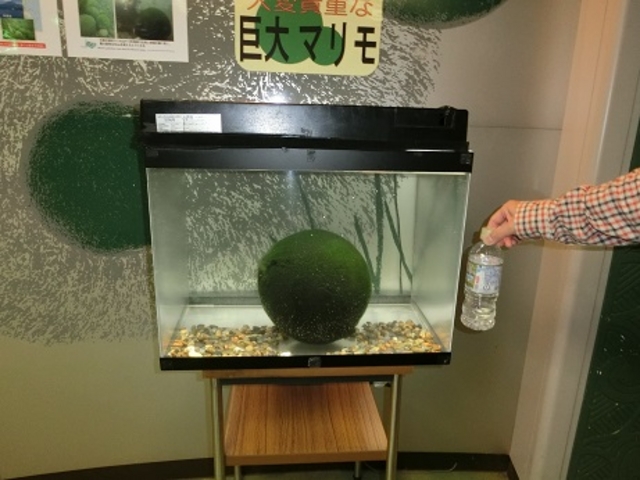 マリモ展示館の巨大マリモ_阿寒湖遊覧船