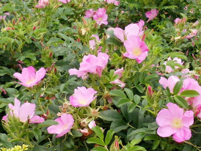 一重の ピンクのバラ
_島田市ばらの丘公園