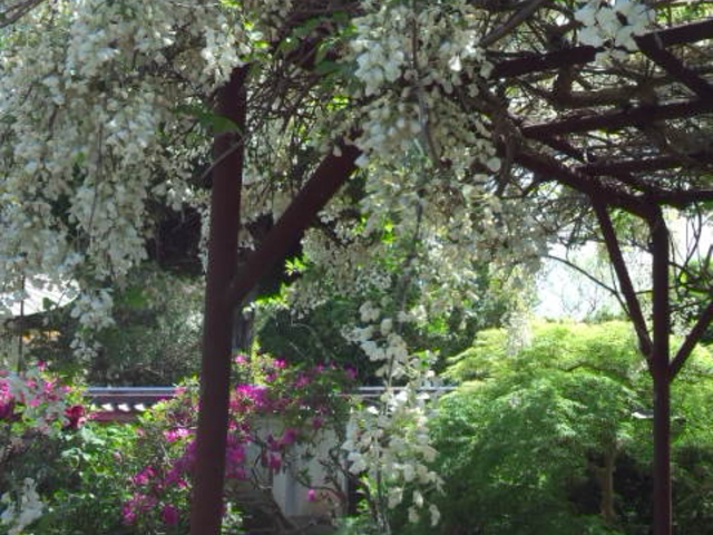 白藤の花_當麻寺中之坊