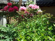 とーみんさんの當麻寺中之坊の投稿写真1