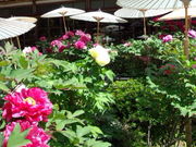 とーみんさんの當麻寺中之坊の投稿写真2