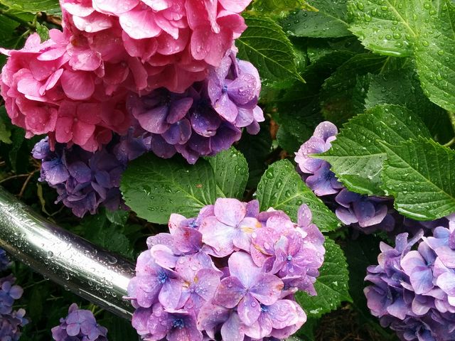 見頃を少し過ぎたかんですが、とっても素敵でした。_下田公園のアジサイ