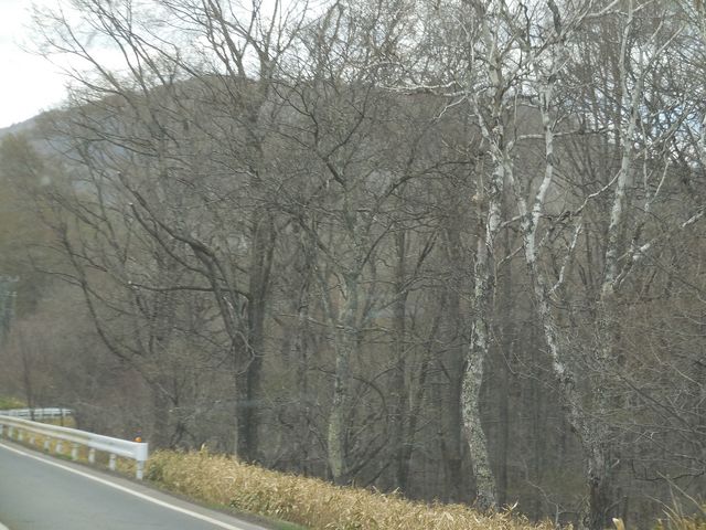 白樺_白樺高原