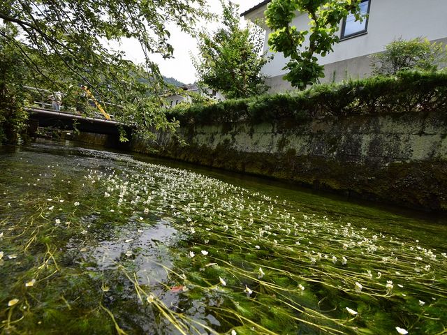 梅花藻_醒井・地蔵川の梅花藻