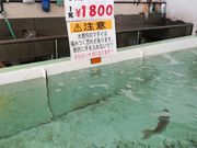 panchanさんの岬町海釣り公園 とっとパーク小島の投稿写真6