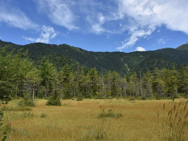 上高地 田代湿原_田代湿原