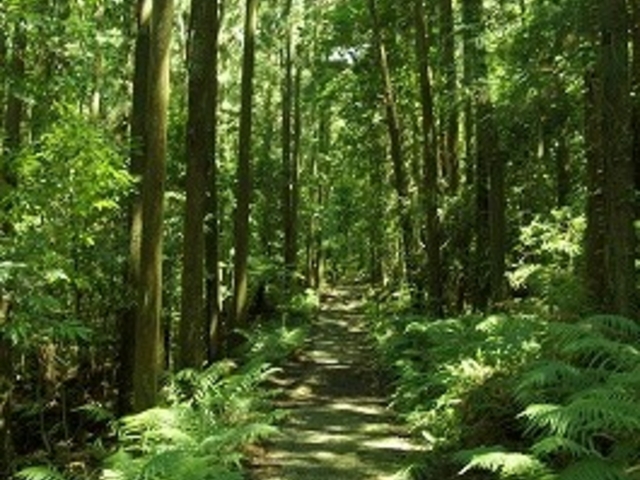 奥へ続く道。_横川渓谷