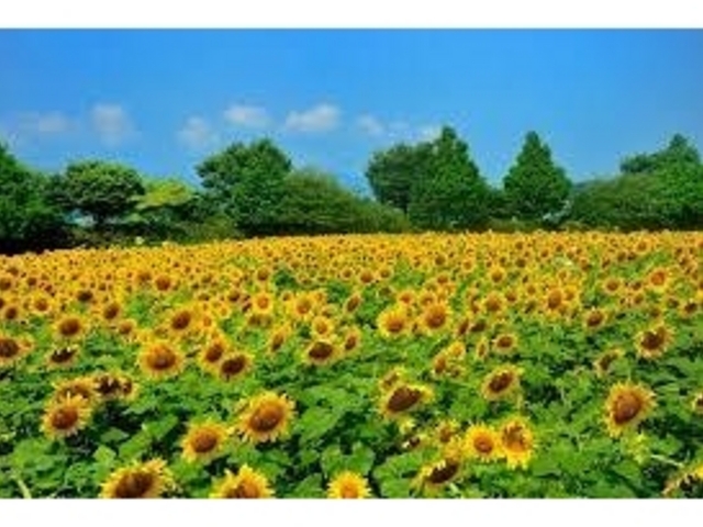 一面のひまわり_相模川