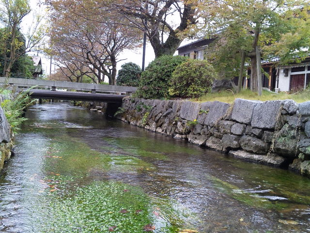 地蔵川_醒井・地蔵川の梅花藻