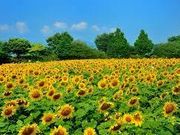 まさみんさんの相模川の投稿写真1