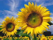 まさみんさんの相模川の投稿写真2