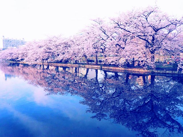 桜の季節の早朝です_不忍池