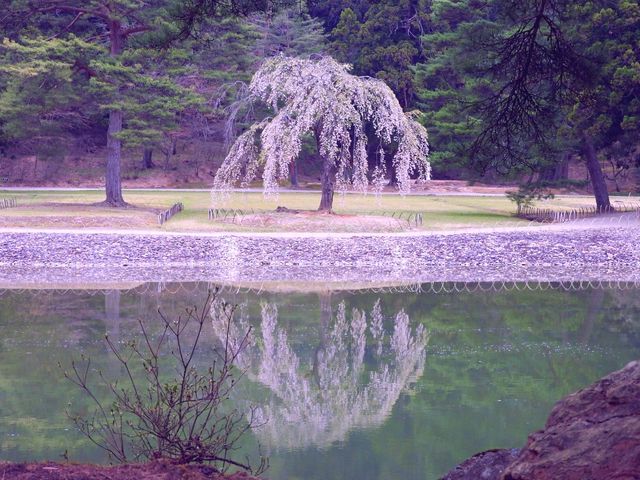 毛越寺浄土庭園