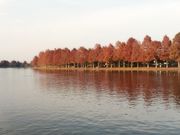 おっちゃん用さんのメタセコイアの森(水元公園)の投稿写真1