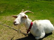 びーさんの大山桝水高原観光リフトの投稿写真2