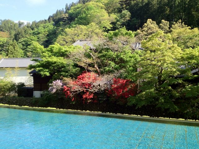 足湯から見た、美しい花です。すみませんが、名前はわかりません。_東府や ベーカリー&カフェ 足湯テラス