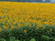 あきさんの清里高原の投稿写真1