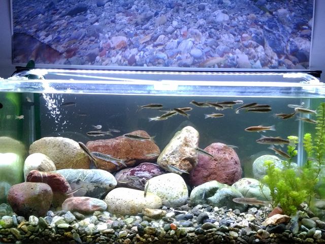 仁淀川を再現した水槽です♪_土佐和紙工芸村くらうど