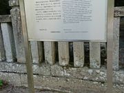 まるちゃんさんの青玉神社の大杉の投稿写真1