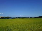 名無しさんの稲村御所の投稿写真8
