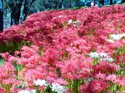 はどりさんの権現堂堤の曼珠沙華の投稿写真2