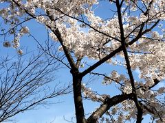 郡上八幡観光ヤナの写真1