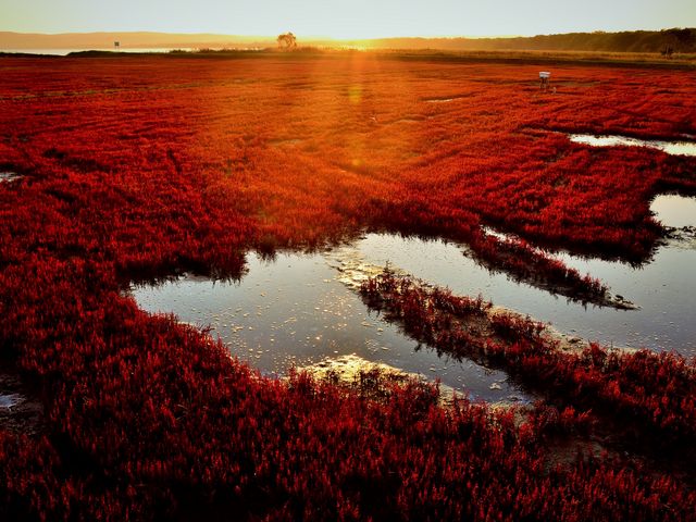 朝日に輝くサンゴ草_能取湖のサンゴ草群落