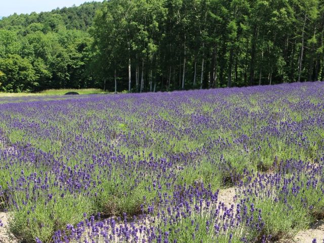 きれいな花畑_ハイランドふらの