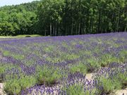 たかちゃんさんのハイランドふらのの投稿写真2