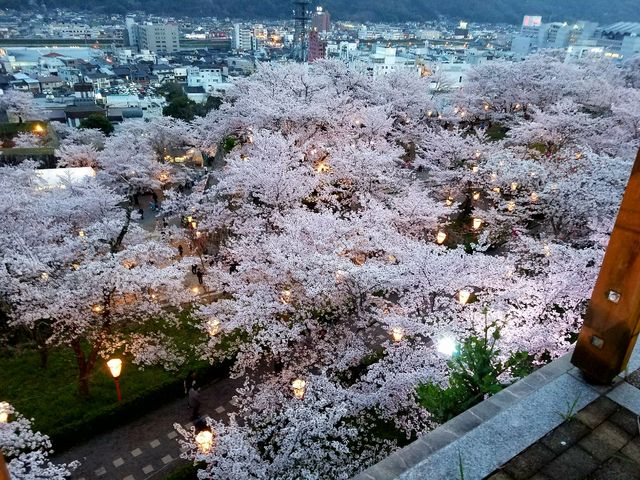 桜の海原_鶴山公園の桜・芝桜・フジ・イチョウ