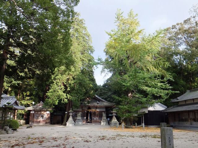 拝殿前には銀杏の大木_植木神社