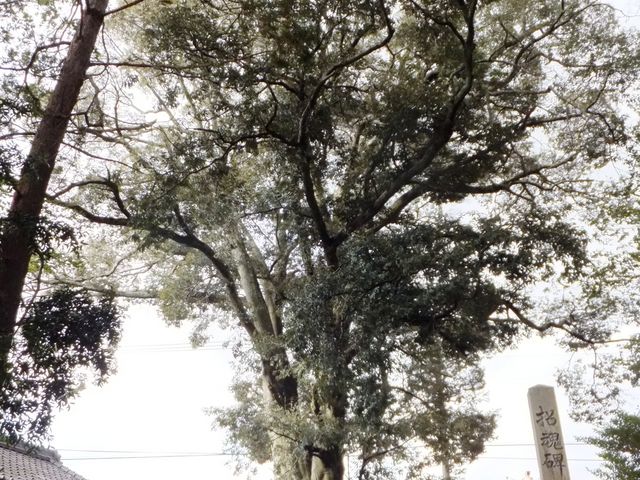 境内には、樹齢300年のシイの木があります。_植木神社