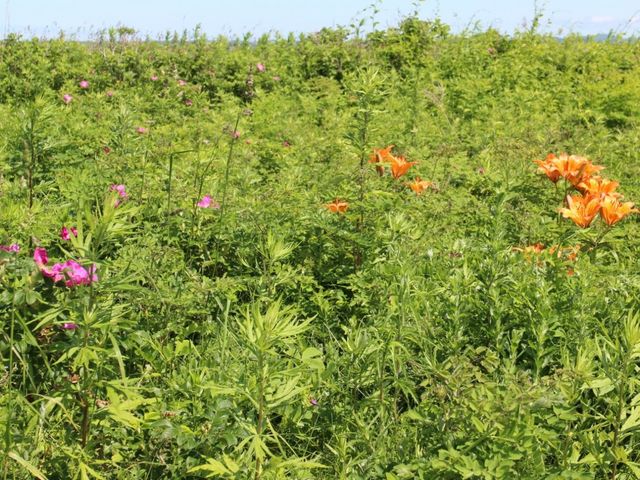 野草の宝庫_キムアネップ岬