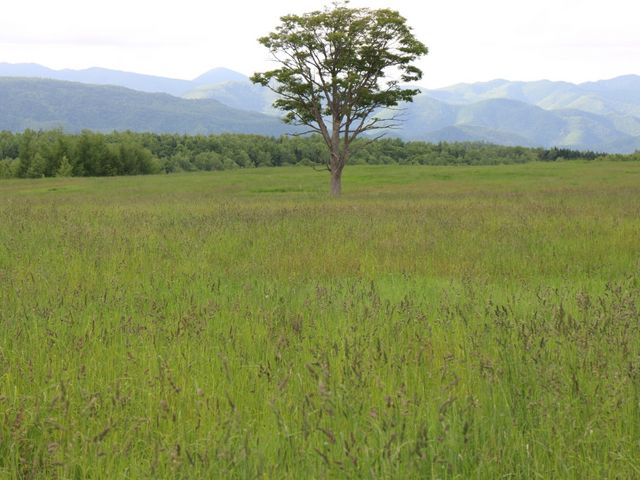 たかちゃんさんの大平高原の投稿写真1