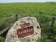 たかちゃんさんのコムケ原生花園の投稿写真1