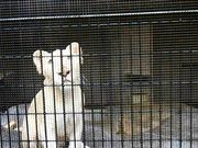 ぼりさんの沖縄こどもの国 Okinawa zoo & museumの投稿写真5