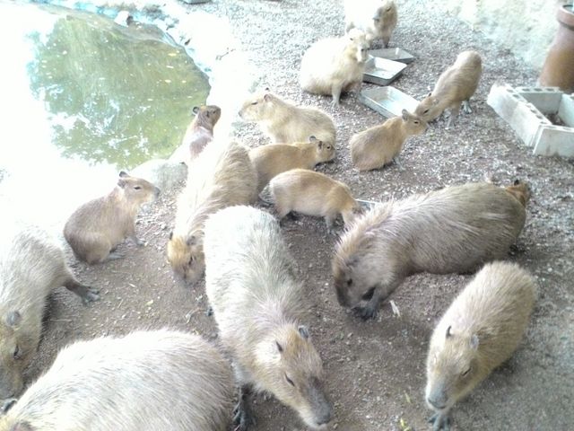 カピバラさんのごはんタイム_とくしま植物園