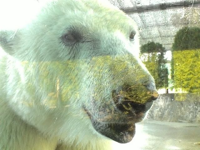 シロクマさん_とくしま植物園