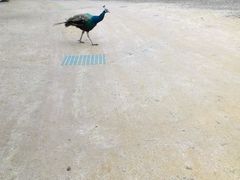 なっちゃんさんのしろとり動物園への投稿写真3