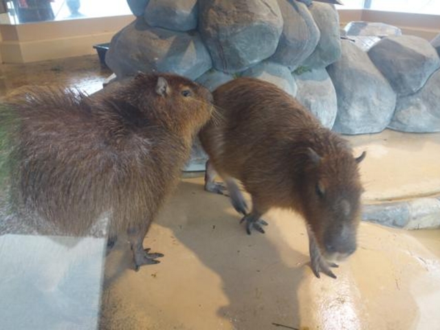 カピバラ_いくとぴあ食花