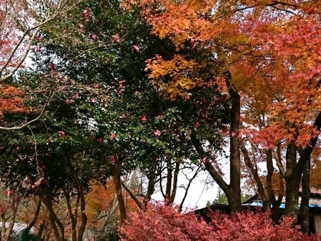 秋は、もみじにドウダンツツジが楽しめます_天好園