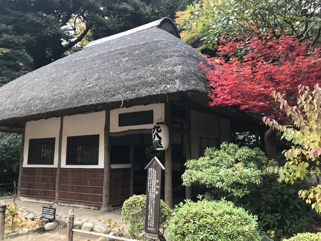 【小石川後楽園〜九八屋】藁ぶき屋根に赤いもみじが映えます_九八屋(小石川後楽園)