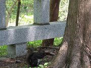 たかちゃんさんの上川神社の投稿写真3