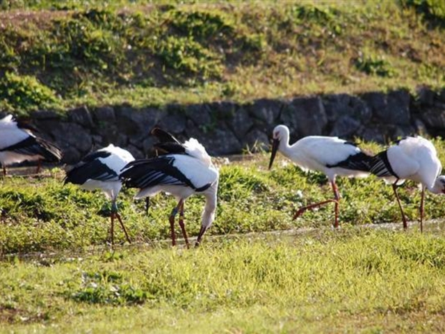 入場無料は嬉しい。_兵庫県立コウノトリの郷公園