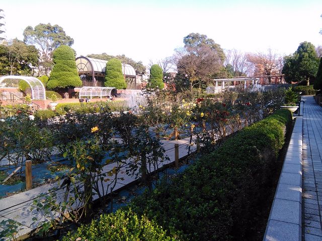 バラの花壇_総合レクリエーション公園