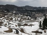 ことさんの星峠の棚田の投稿写真1