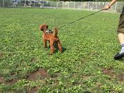 めいたん318さんの彩湖・道満グリーンパークの投稿写真1