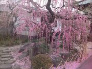 こうむさんの寺町界隈の投稿写真1