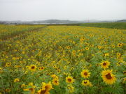 世田谷区等々力の住人さんのひまわりの花畑の投稿写真1